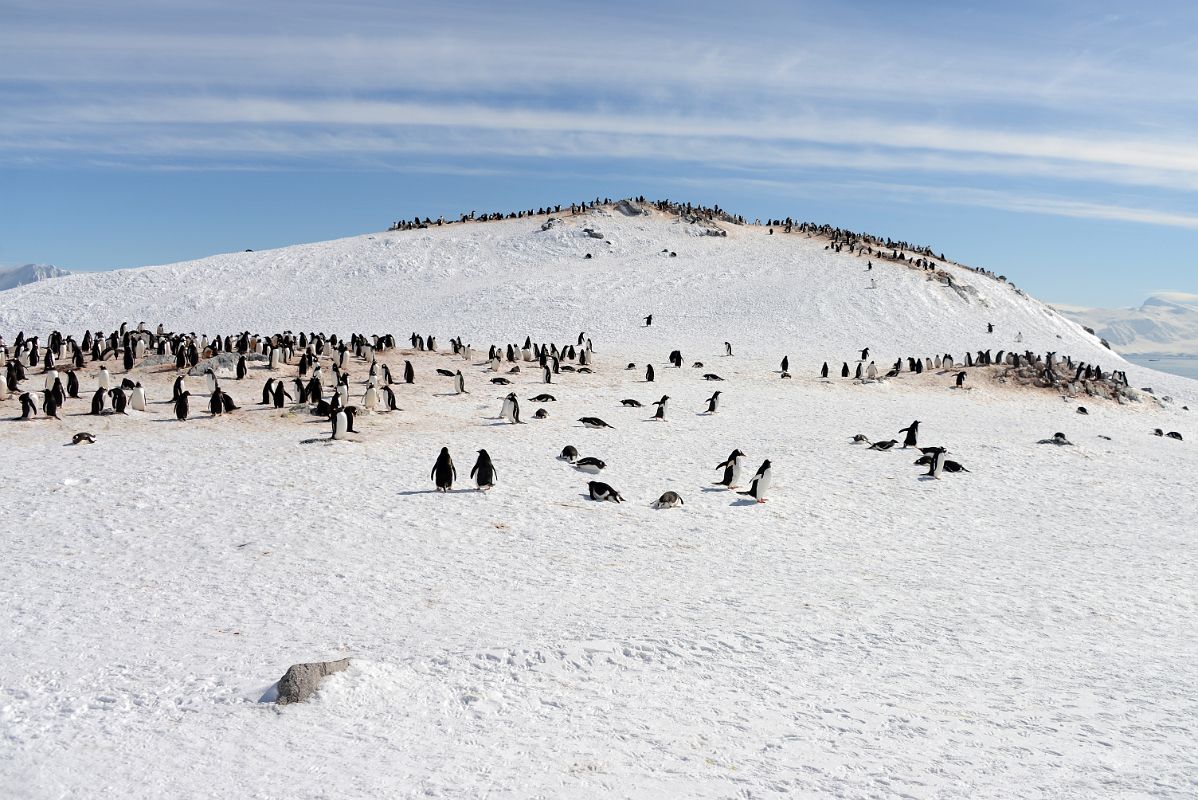 22F Gentoo Penguin Colony On The Ridge Next To The Coast Of Cuverville Island On Quark Expeditions Antarctica Cruise